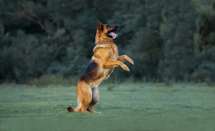 Short Haired German Shepherd Jumping