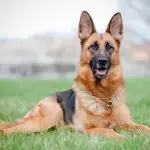 Short Haired German Shepherd Lying Down