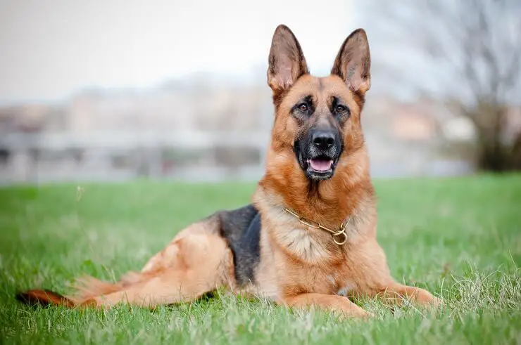 Short Haired German Shepherd Lying Down