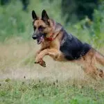 Short Haired German Shepherds