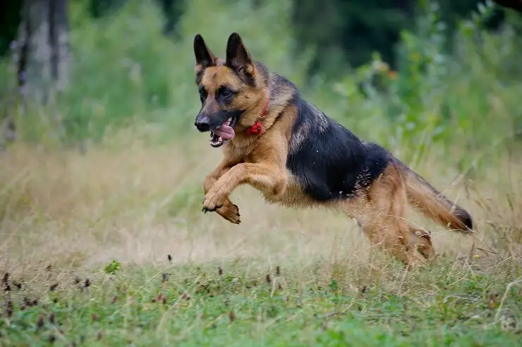 female german shepherd names list