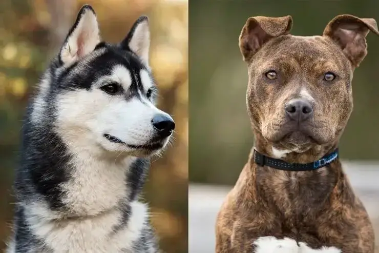 Siberian Husky and Pit Bull