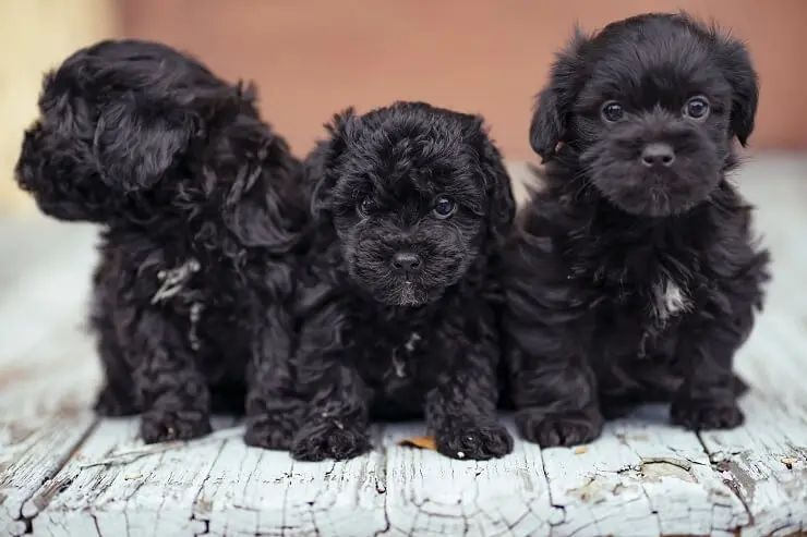 black and white shih poo puppies