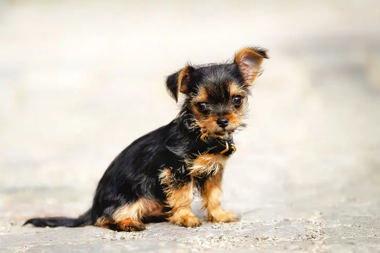 Yorkshire Terrier and Chihuahua Mix