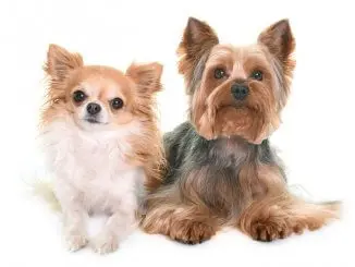 Yorkshire Terrier and a Chihuahua