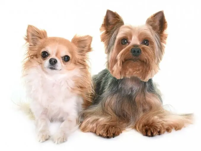 Yorkshire Terrier and a Chihuahua