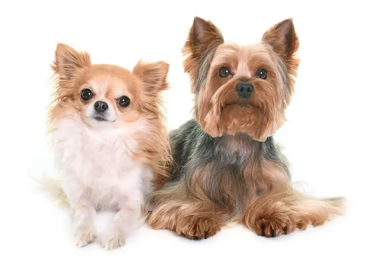 Yorkshire Terrier and a Chihuahua