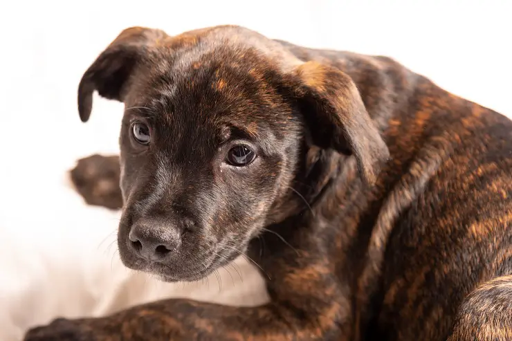 Cute Brindle American Pit Bull Terrier