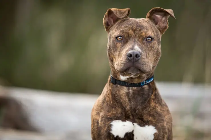 full grown brindle pitbull