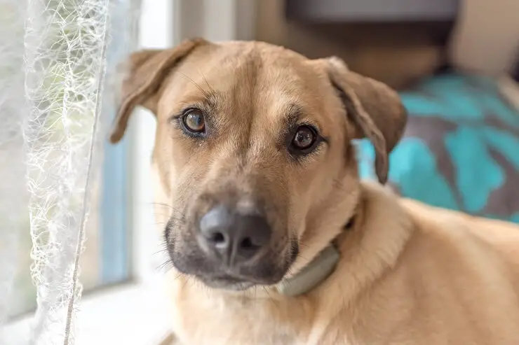 black and white mountain cur