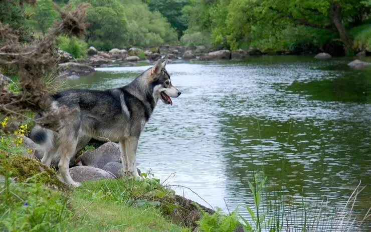 A Northern Inuit Dog Walking