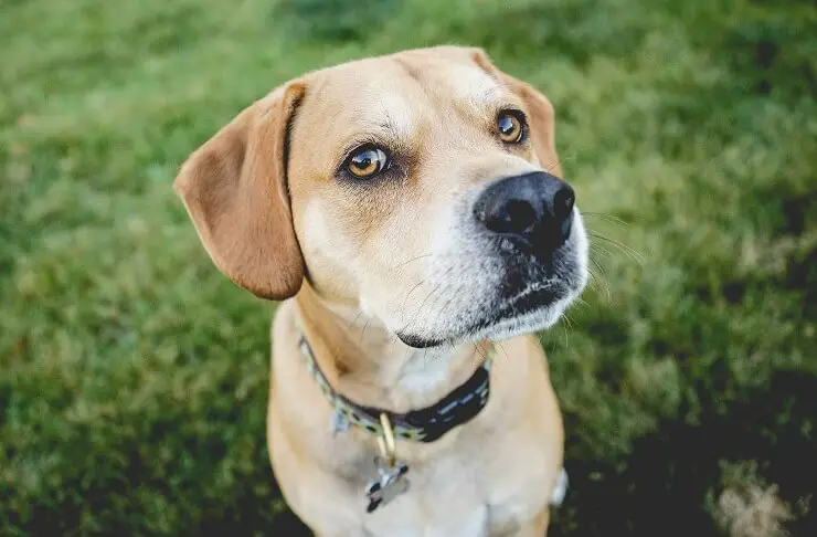 A pitbull lab mix