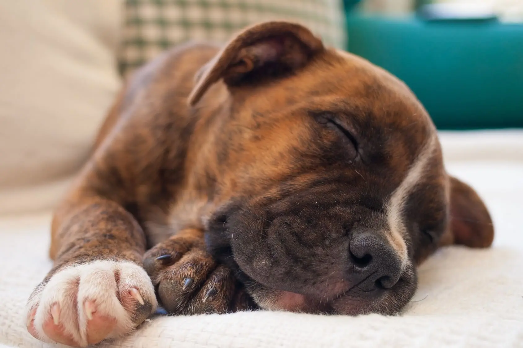 4 month old brindle pitbull