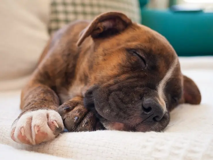 Brindle Pitbull Puppy