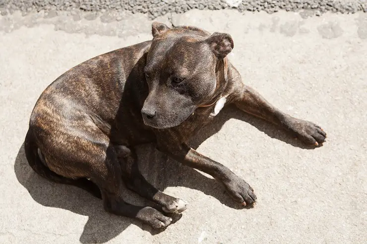 How Much Are Brindle Pitbull Puppies