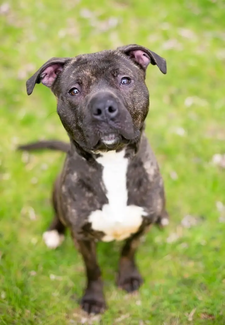 silver brindle pitbull