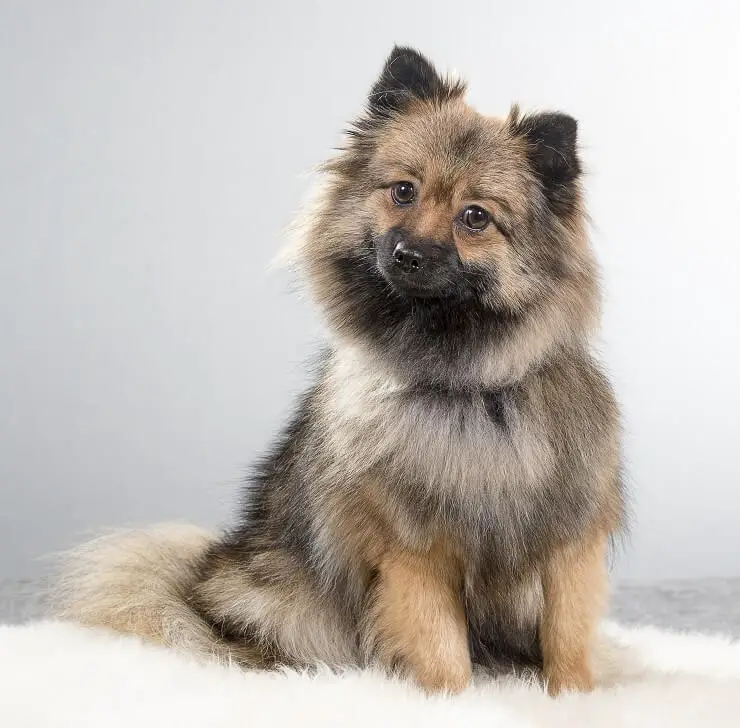 Brown German Spitz