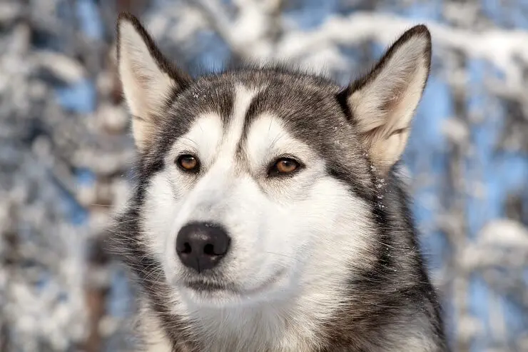 Close Up Northern Inuit Dog