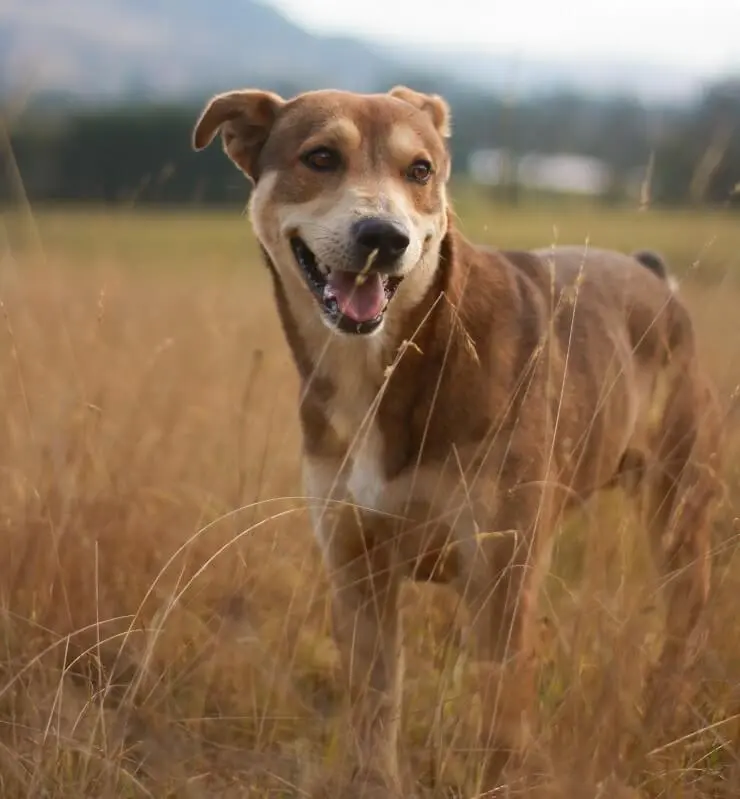 are mountain curs good family pets