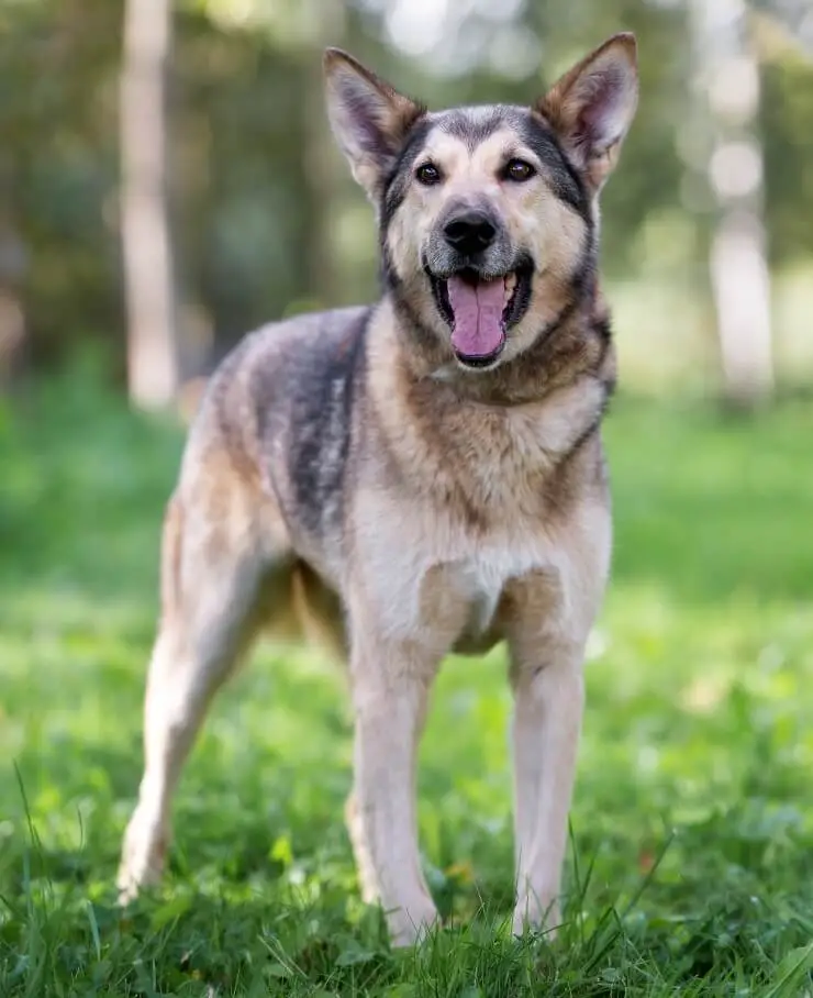 German Shepherd Husky Mix Silhouette By Combining The Two Loyal And