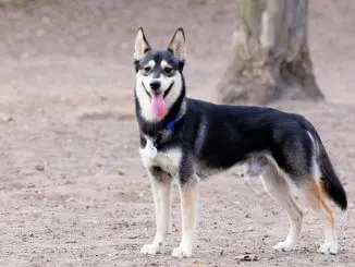 German Shepherd Husky Mix Is The Gerberian Shepsky For You? Cover