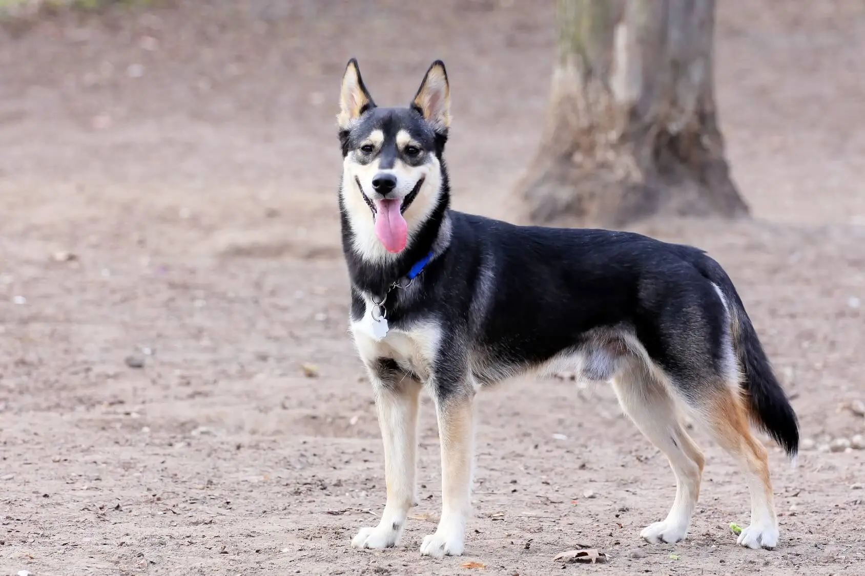 are german shepherds and huskies the same