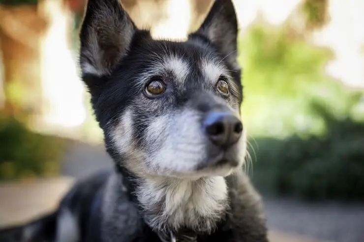 German Shepherd Husky Mix Puppy