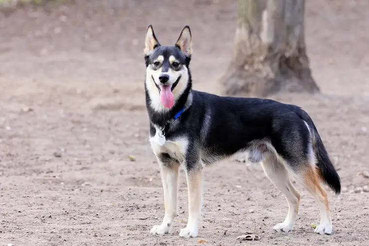 long haired german shepherd husky mix