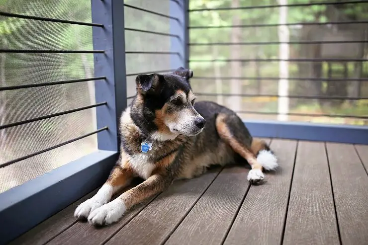 German Shepherd Mixed With Husky