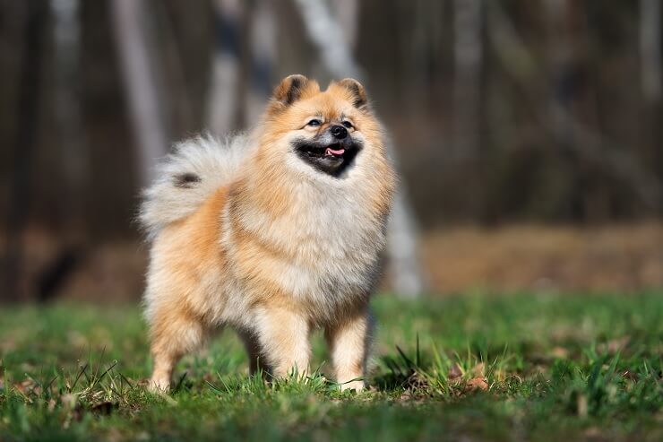 German Spitz Klein