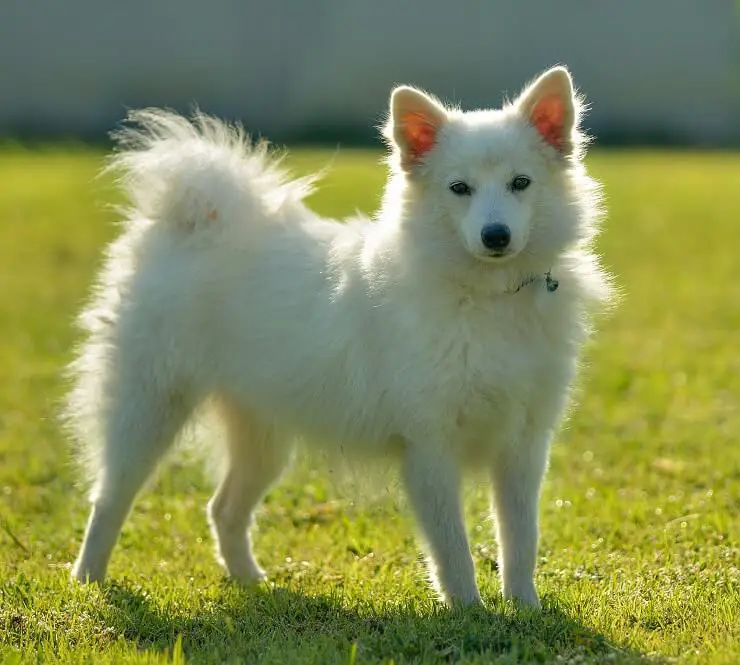 German Spitz Mittel