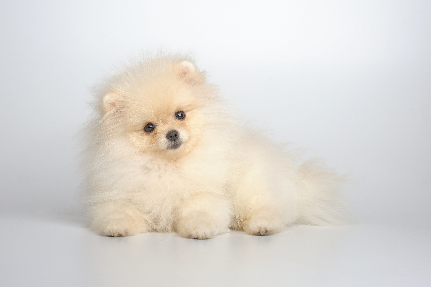 white german spitz puppy