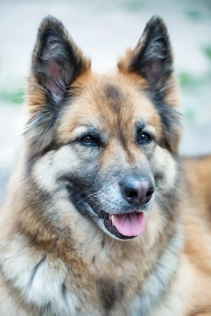 Golden German Shepherd Husky Mix