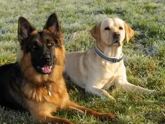 Golden Retriever German Shepherd Mix The Ultimate Family Dog