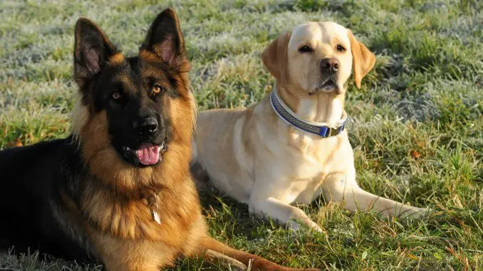 Golden Retriever German Shepherd Mix The Ultimate Family Dog