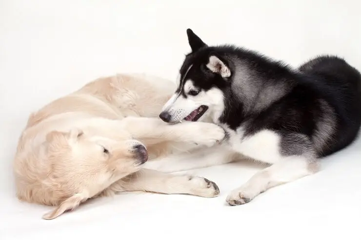 Golden retriever husky mix parents: golden retriever and husky