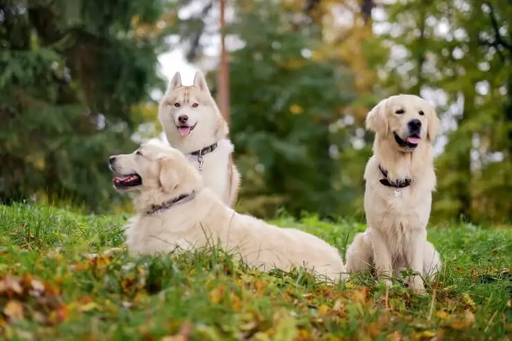 Golden retriever husky mix with two golden retrievers