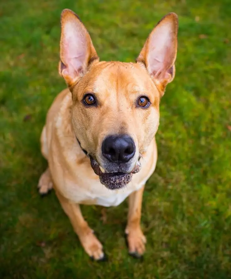 Lab Pitbull Mix