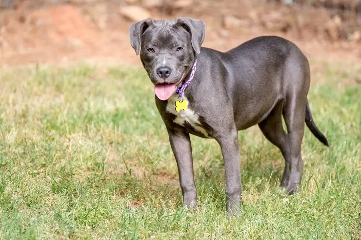 chocolate lab mixed with pitbull