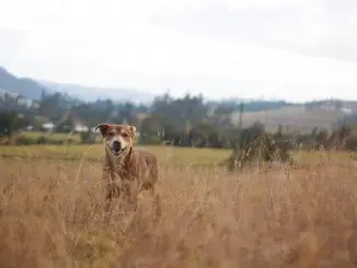 Mountain Cur Is This The Perfect Hunting Dog Cover