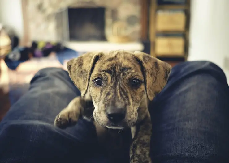 Mountain Cur Pup