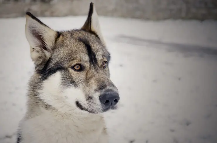 Northern Inuit Dog White and Brown