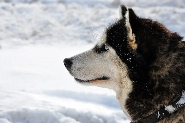 Northern Inuit Dog