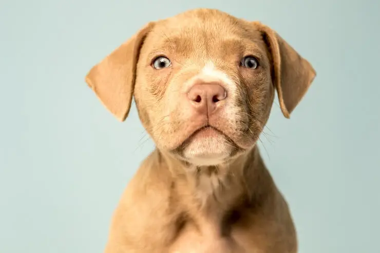 Pit Bull Lab Mix: Personality, Temperament, and Perfect Dog Breeds