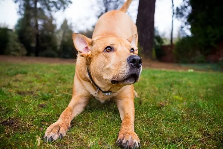 Pitbull Lab Mix