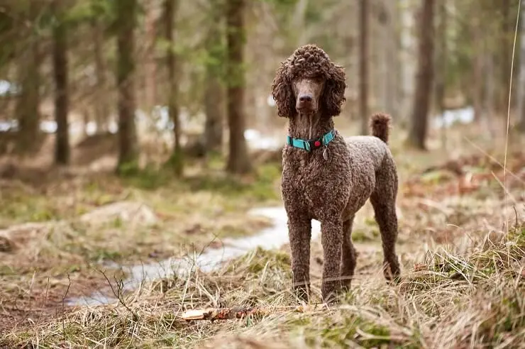 Poodle Cross