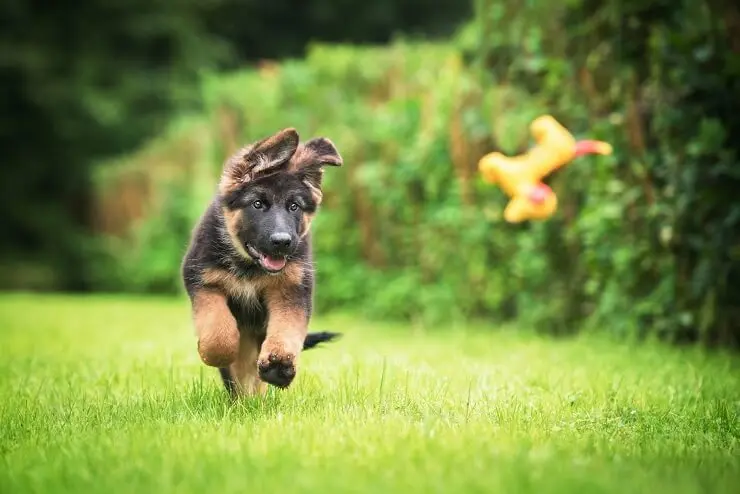 Puppy Shiloh Shepherd