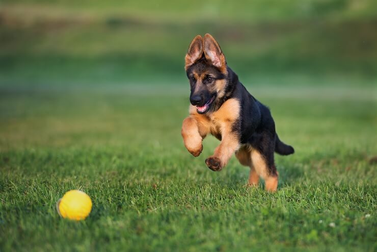 Shiloh Shepherd Puppy