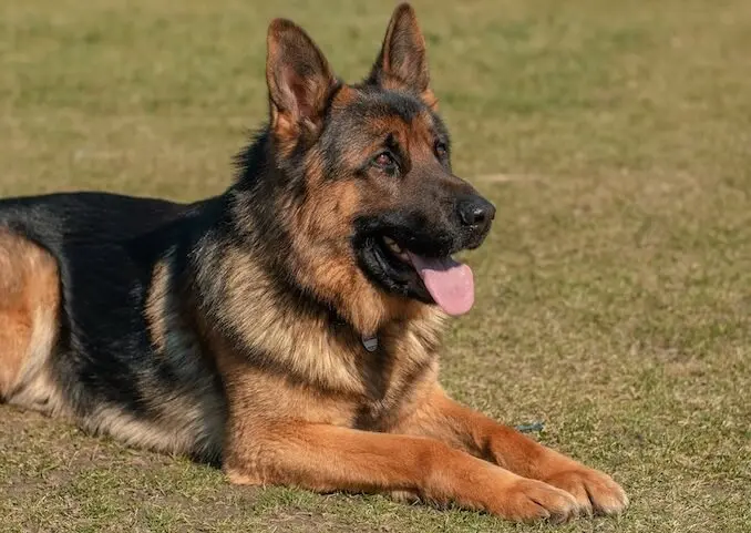 shiloh shepherd service dog