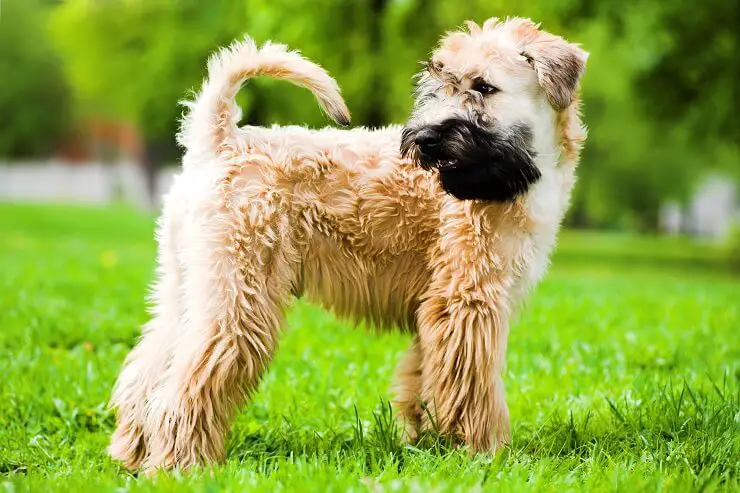 The Wheaten Terrier